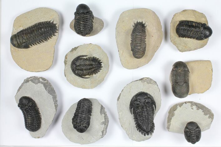 Lot: Assorted Devonian Trilobites - Pieces #92161